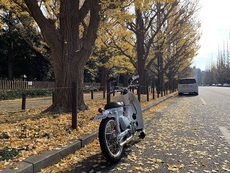 カブ散歩③