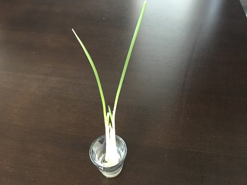 リボベジ③