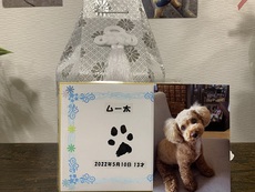 旅立ちました 2022/05/12 19:57:06