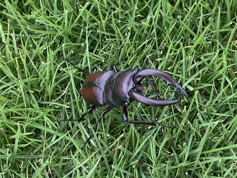 夏のお客様