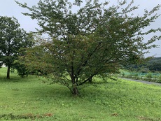もう秋・・・？ 2022/08/19 18:26:31