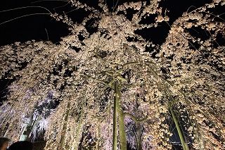 宇治市植物公園ライトアップ