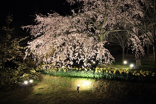 宇治市植物公園ライトアップ