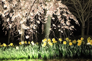 宇治市植物公園ライトアップ