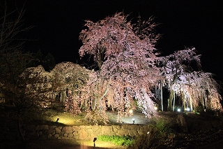 宇治市植物公園ライトアップ