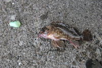 1人で釣り　姫路