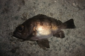 1人で夜通しメバリング　その２　釣りの結果編