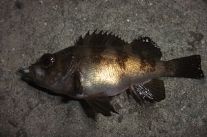1人で夜通しメバリング　その２　釣りの結果編