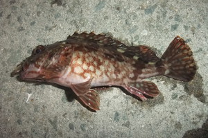 1人で夜通しメバリング　その２　釣りの結果編