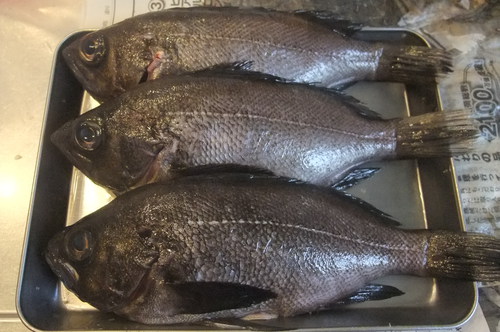 1人で夜通しメバリング　その２　釣りの結果編