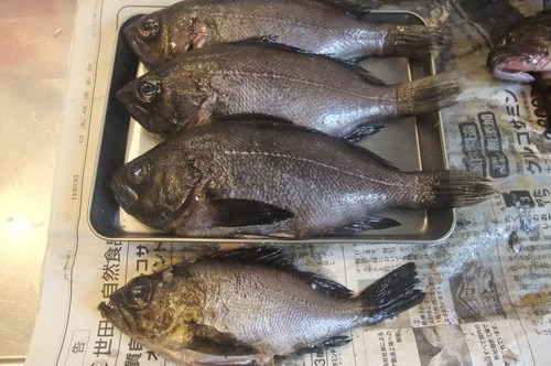1人で夜通しメバリング　その２　釣りの結果編