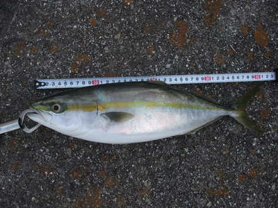大人２人でいろいろ狙い　in淡路島