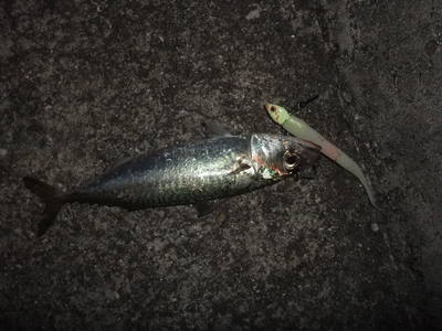 大人２人でいろいろ狙い　in淡路島