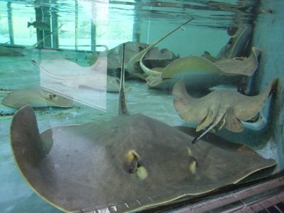 子供と2人で姫路市立水族館