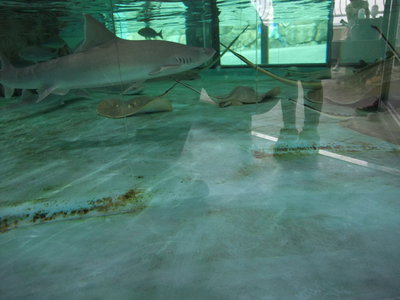 子供と2人で姫路市立水族館