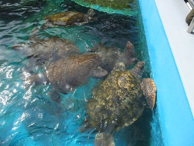 子供と2人で姫路市立水族館