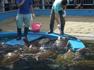 子供と2人で姫路市立水族館