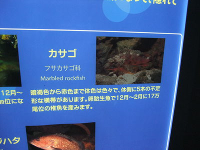 子供と2人で姫路市立水族館