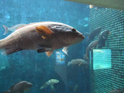 子供と2人で姫路市立水族館