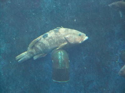 子供と2人で姫路市立水族館