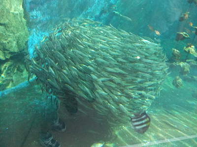 子供と2人で姫路市立水族館