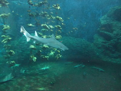 子供と2人で姫路市立水族館