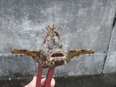 子供と2人でキス釣り　in姫路　・・・釣れたのは!?