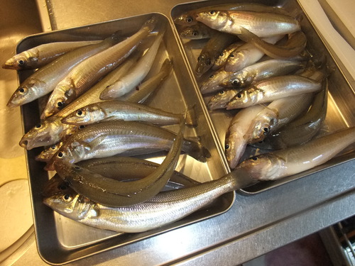 1人でキス釣り　今年の8月はキス釣り好調