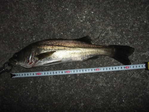 みんなでシーバス釣り　in姫路　４回目