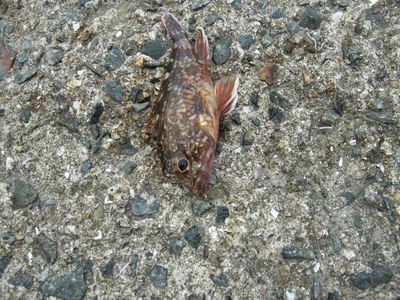１人でカワハギ釣り　夕マズメ編