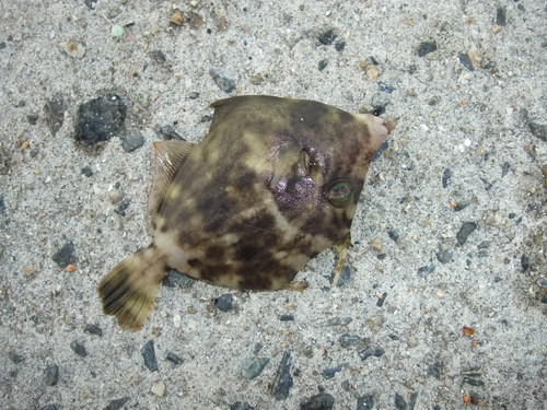１人でカワハギ釣り　夕マズメ編