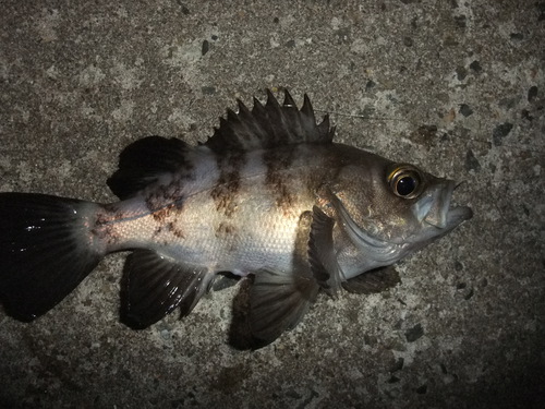 １人でメバル釣り　in加古川