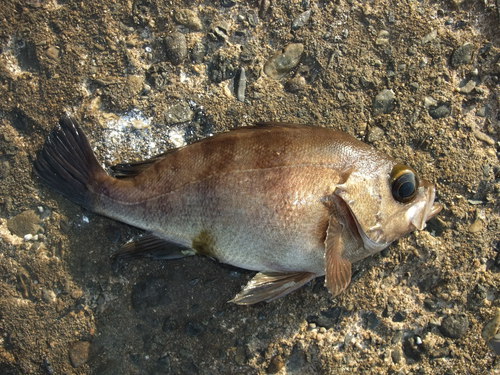 １人でメバル釣り　in加古川