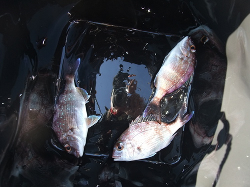 １人でメバル釣り　in加古川