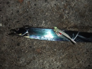 一人でタチウオ釣り　姫路
