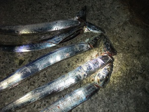 一人でタチウオ釣り　姫路