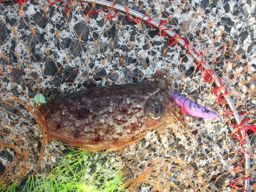 大人３人でコウイカ釣り　in鳥取