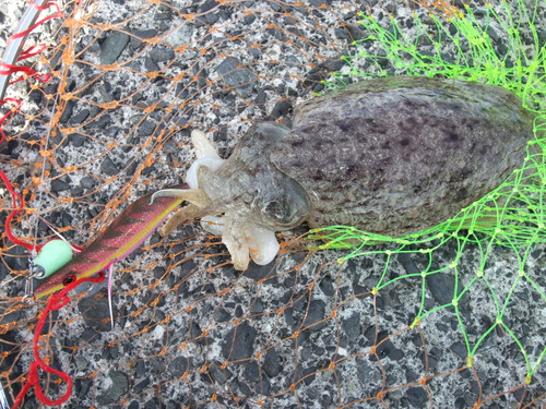 大人３人でコウイカ釣り　in鳥取