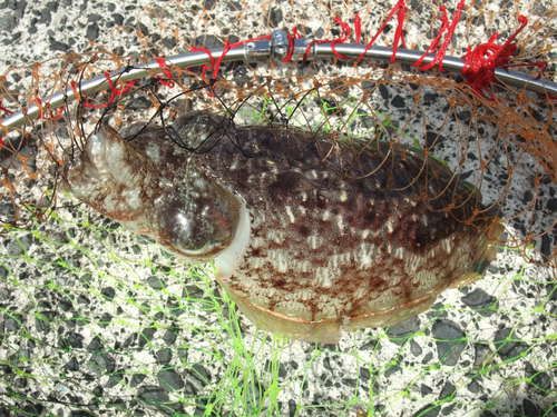 大人３人でコウイカ釣り　in鳥取