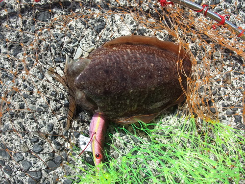 大人３人でコウイカ釣り　in鳥取