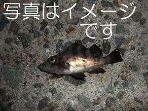 １人で　メバリング・・・の練習　姫路