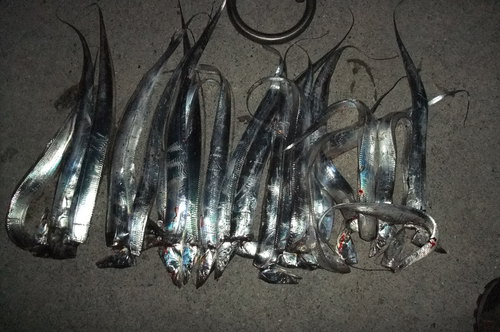 大人２人でタチウオ釣り　in淡路島