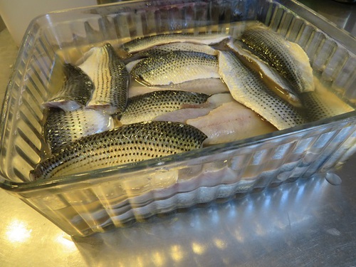 家族４人でコノシロ釣り
