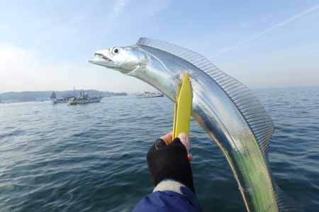 東京湾 タチウオ　5匹　ｻｲｽﾞﾊﾖｶｯﾀ