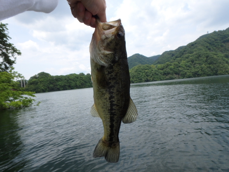 津久井湖　36cm　ｱﾘｶﾞﾄｰ！