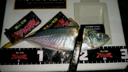 釣ｉｎｇ日記 雨アジングで尺get