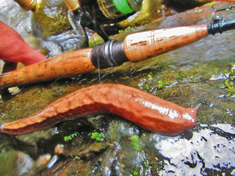梅雨のaimaにtanimaで岩魚釣りwith渓流羽貫さん