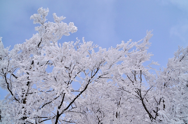 霧氷の華咲く明神平からヒキウス平へ