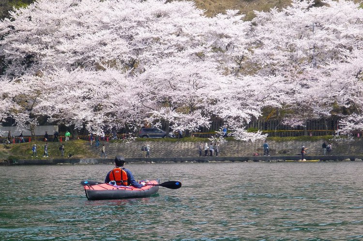 満開の琵琶湖・海津大崎花見カヌー