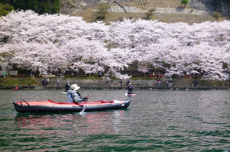 満開の琵琶湖・海津大崎花見カヌー